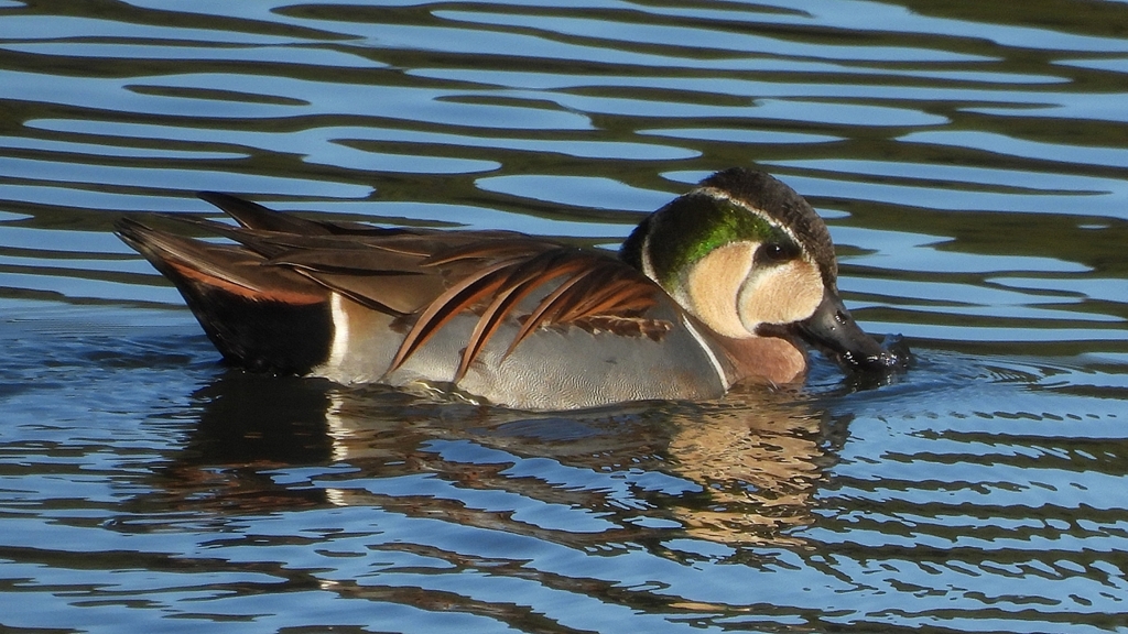 DSCN7836：トモエガモ（オス）