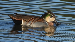 DSCN7836：トモエガモ（オス）