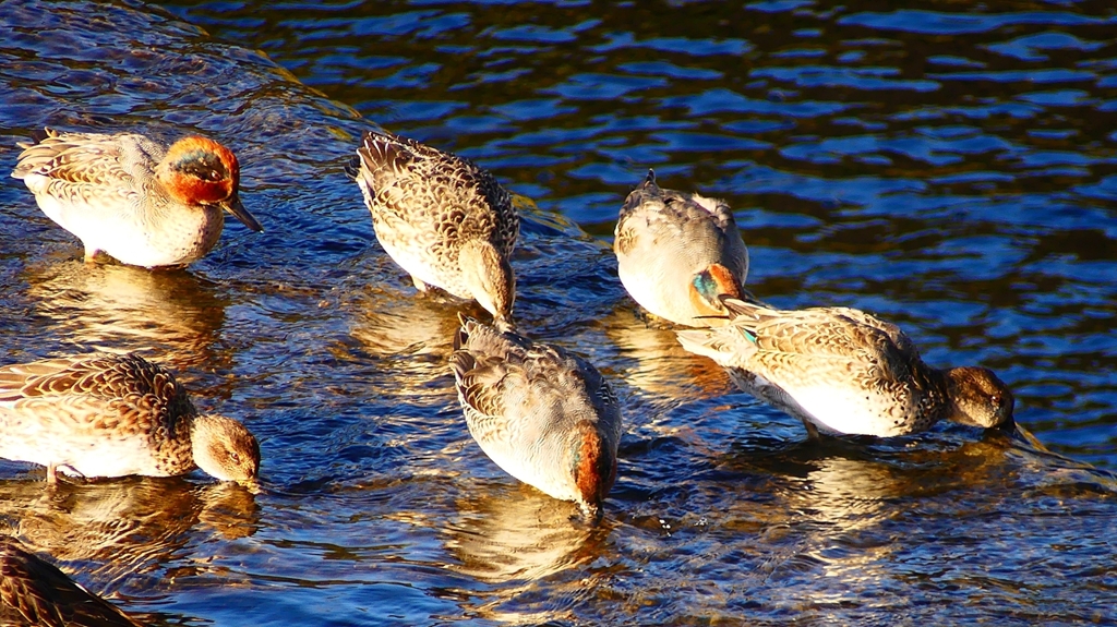 P2400175：コガモ