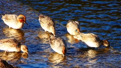 P2400175：コガモ