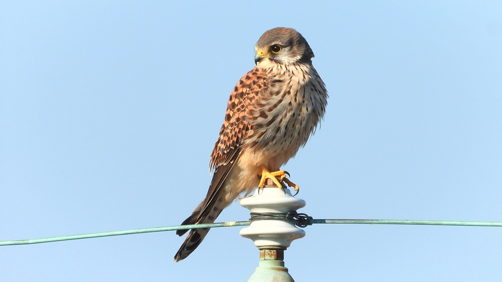 DSCN6574：チョウゲンボウ