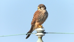 DSCN6574：チョウゲンボウ