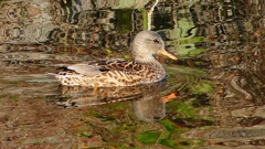 P2390528：オカヨシガモ（メス）