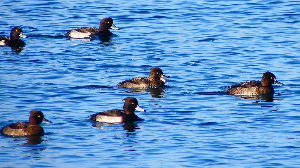 P2380275：キンクロハジロ