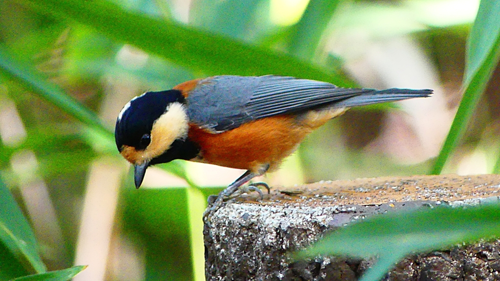 P2360394：ヤマガラ