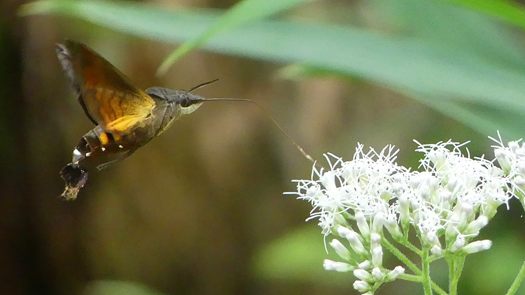 P2260156：ホシホウジャク
