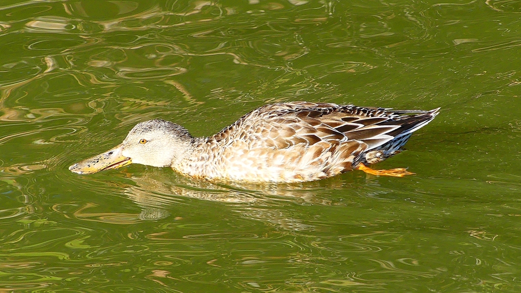 P2370492：ハシビロガモ（メス）