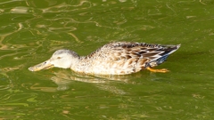 P2370492：ハシビロガモ（メス）