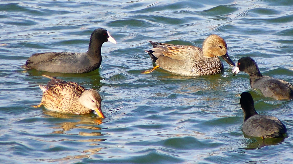 P2410531：オカヨシガモ、オオバン