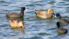 P2410531：オカヨシガモ、オオバン
