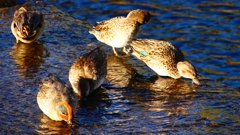 P2400227：コガモ