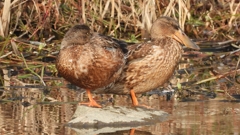 DSCN7417：ハシビロガモ（メス）