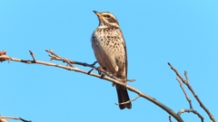 DSCN4788：ツグミ