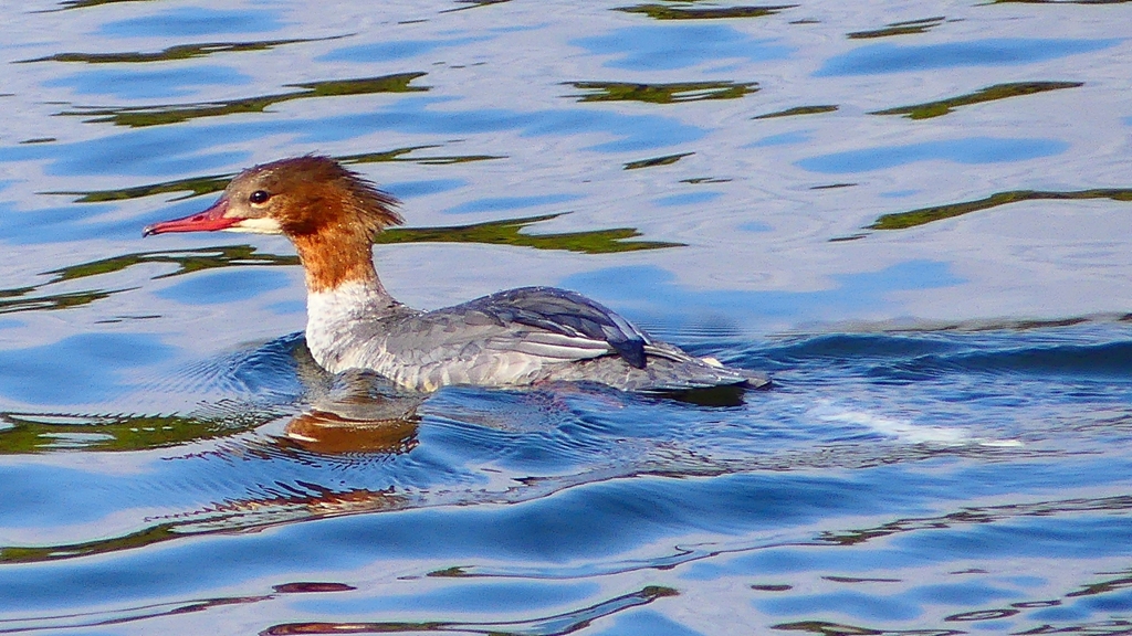 P2390190：カワアイサ（メス）