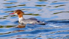 P2390190：カワアイサ（メス）