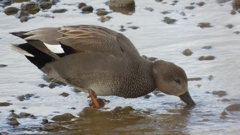 DSCN1766：オカヨシガモ（オス）