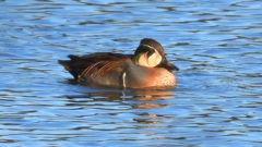 DSCN7867：トモエガモ（オス）