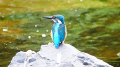 P2280346:カワセミ(オス) P2280346:カワセミ(オス)