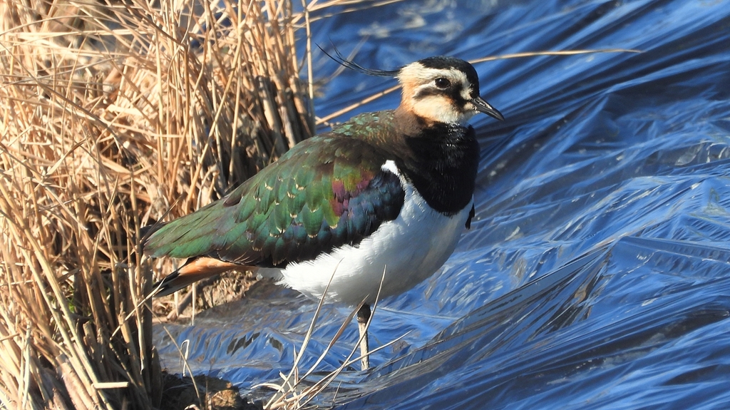 DSCN6659：タゲリ