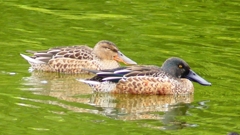 P2330838：ハシビロガモ