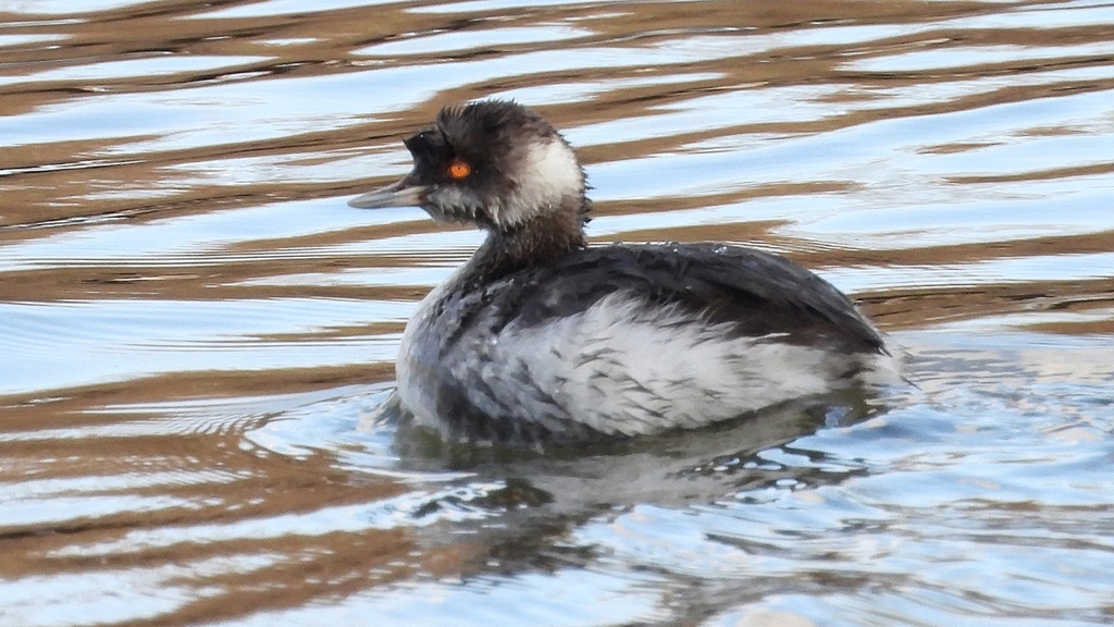 DSCN8020：ハジロカイツブリ