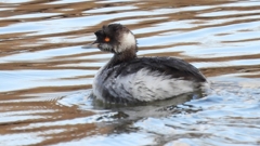 DSCN8020：ハジロカイツブリ