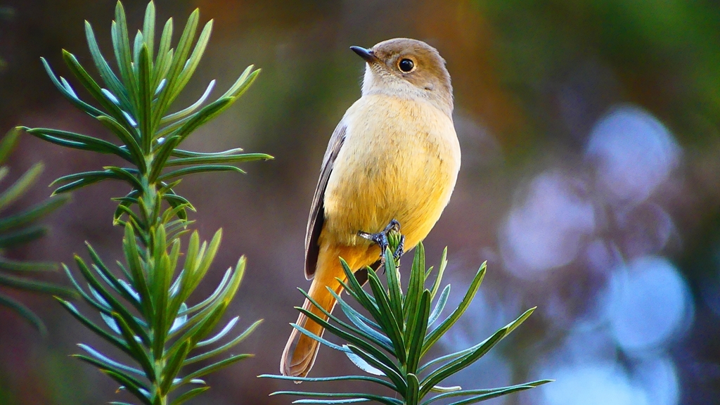 P2400369：ジョウビタキ（メス）