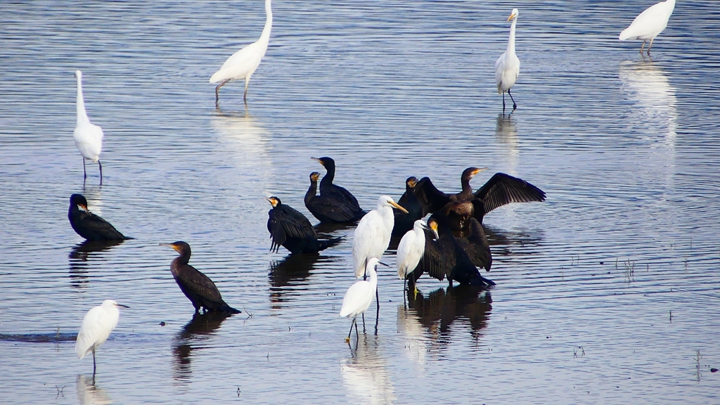 P2360829：カワウ他