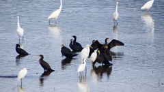 P2360829：カワウ他