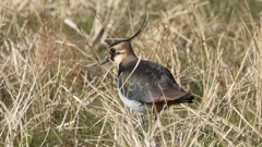 DSCN2654：タゲリ