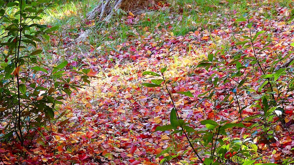 P2370647：落ち葉