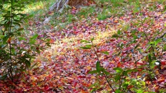 P2370647：落ち葉