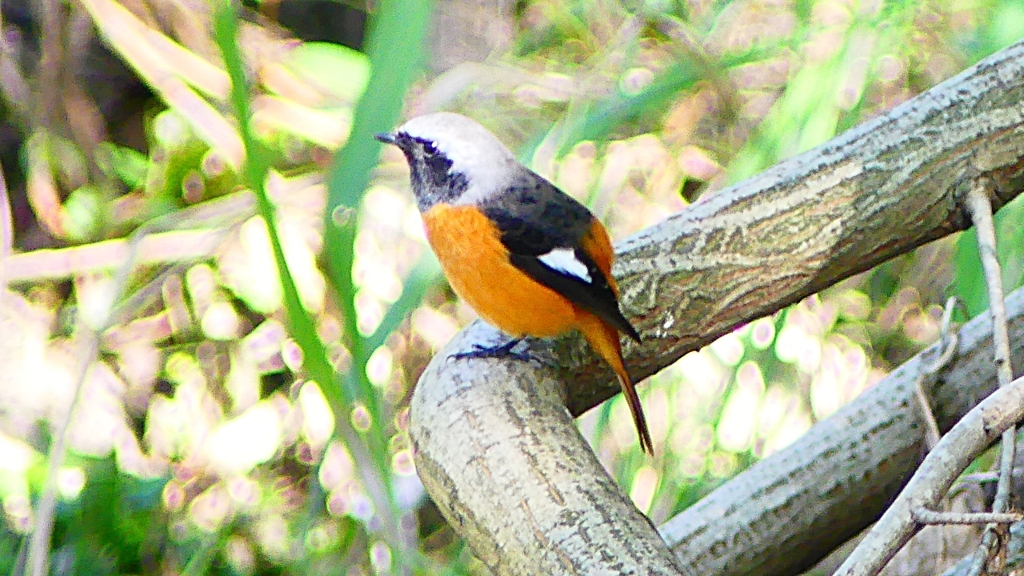 P2300583：ジョウビタキ（オス）