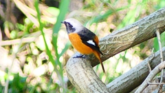 P2300583：ジョウビタキ（オス）