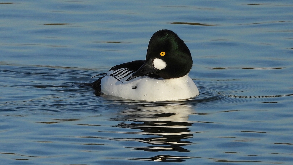 DSCN2561：ホオジロガモ（オス）