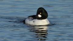 DSCN2561：ホオジロガモ（オス）