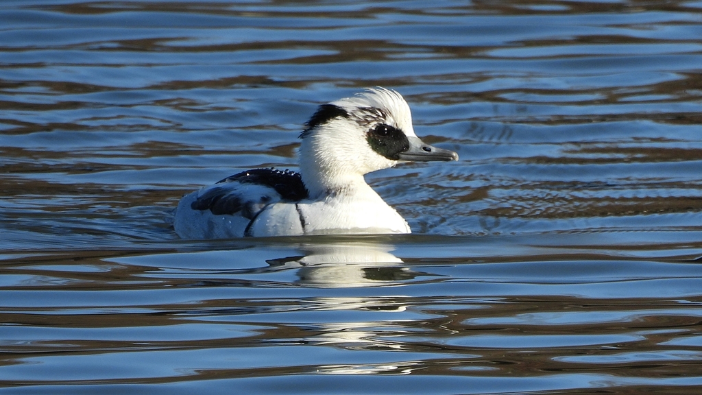 DSCN4868：ミコアイサ（オス）