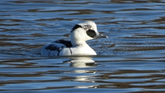 DSCN4868：ミコアイサ（オス）