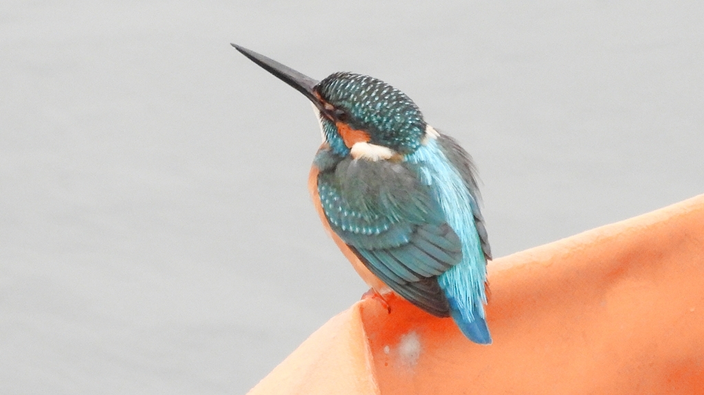 DSCN3369：カワセミ（オス）