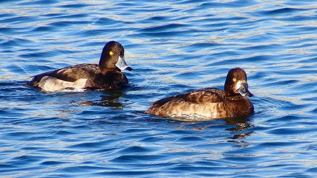 P2380332：キンクロハジロ