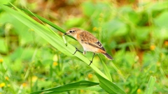 P2290414：ノビタキ
