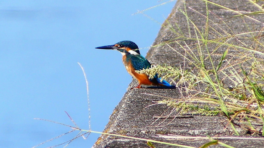 P2270270：カワセミ（オス）