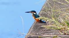 P2270270:カワセミ(オス) P2270270:カワセミ(オス)