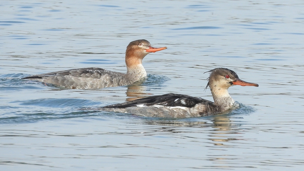 DSCN4481：ウミアイサ