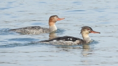 DSCN4481：ウミアイサ