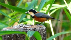 P2360279：ヤマガラ