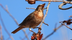 DSCN8801：ハチジョウツグミ