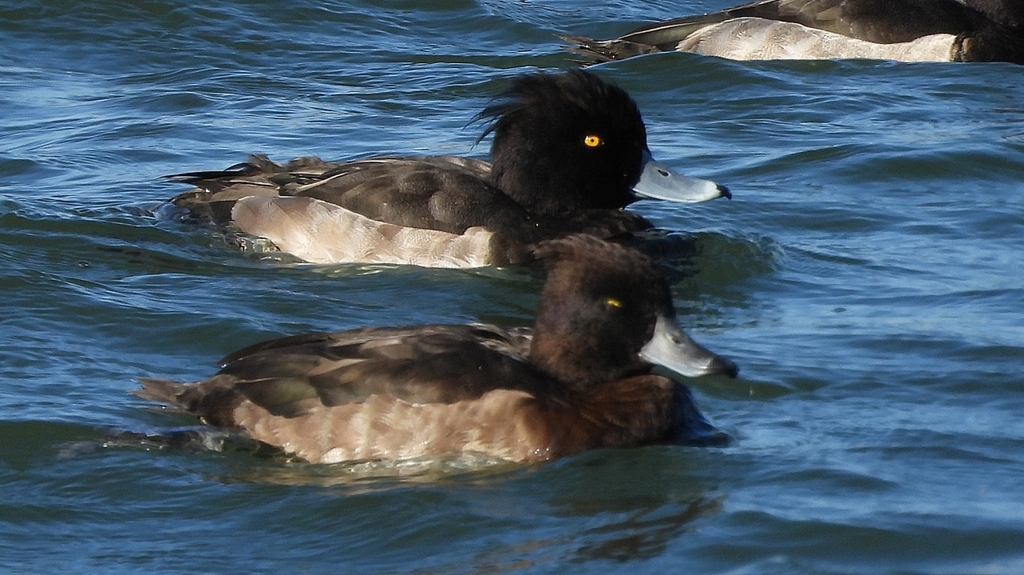 DSCN0969：キンクロハジロ