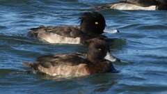 DSCN0969：キンクロハジロ