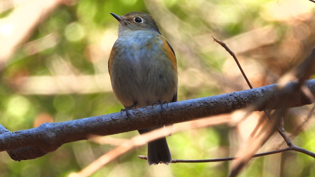 DSCN8100：ルリビタキ（メスタイプ）